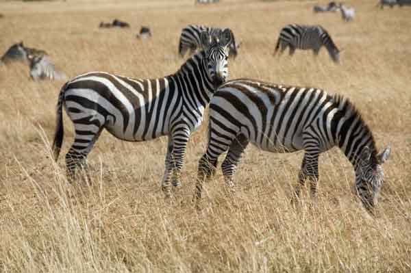 Cebra - reserva nacional de Masai Mara - Kenia 2.jpg